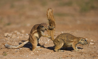 Naklejka na ściany i meble Ground Squirrels interacting in Kgalagadi Trandfrontier Park