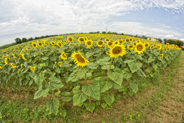 Sunflowers in Tuscany