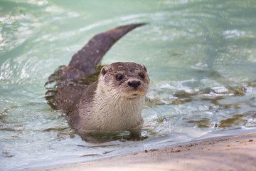 Otter