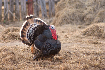 Large male turkey