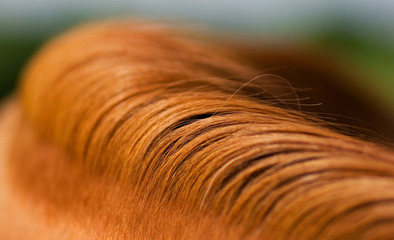 mane of horse