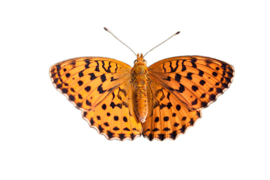 farfalla arancione