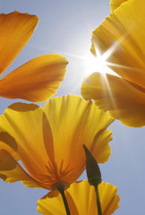 Goldmohn im Gegenlicht
