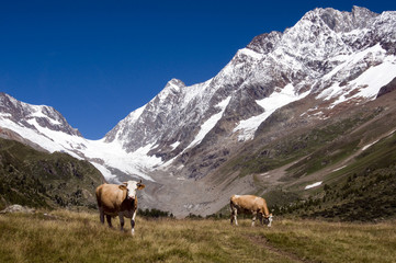 cows in the Switzerland mountains