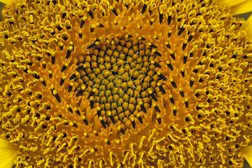Macro of sunflower