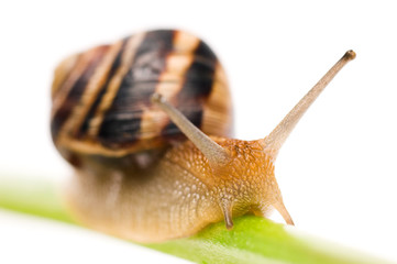 Snail