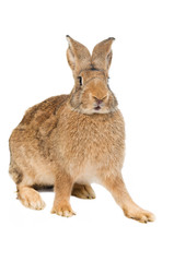 brown rabbit isolated