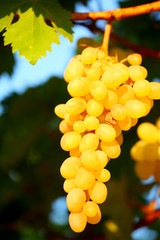 Closeup on grape