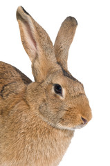 brown rabbit isolated