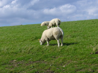 Obraz premium Schafe