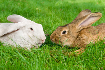 light brown and white rabbits bunny on green grassy plot