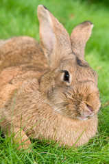 brown rabbit bunny on grass