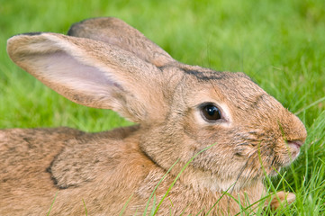 brown rabbit bunny on grass
