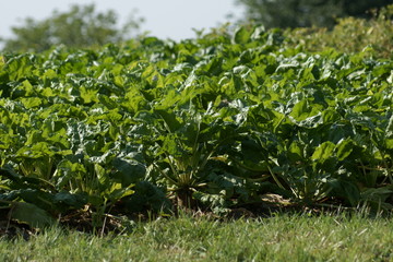 sugarbeet