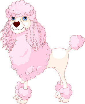 Pink Poodle