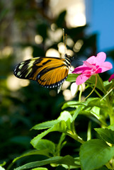 Sipping on Nectar
