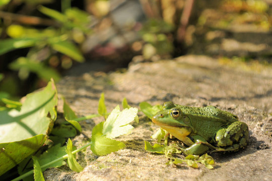 รูปภาพFroschschenkel – เลือกดูภาพถ่ายสต็อก เวกเตอร์ และวิดีโอ276 ...