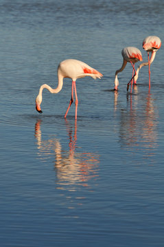 Flamants roses