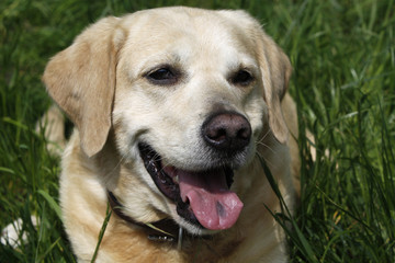 Labrador Retriever