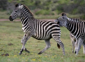 Fototapeta na wymiar Zebra Aggression