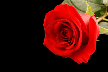 Single red rose isolated on black background