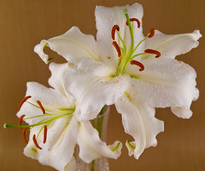 Fototapeta na wymiar Casablanca Białe Lilie Zbliżenie Pokazuje Kwiat Details