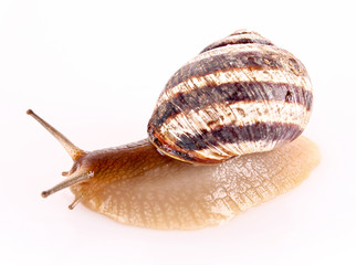 Snail isolated on white