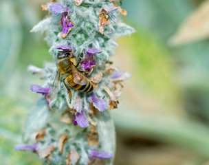 Honeybee in a Flowering Lambs Ear Plant