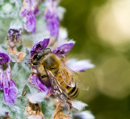 Honeybee in a Flowering Lambs Ear Plant