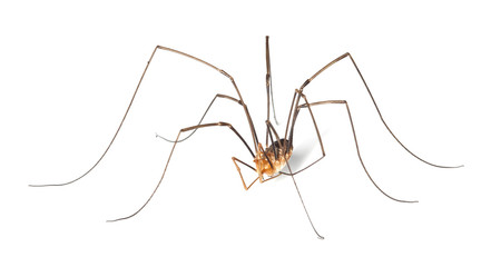 Harvestman isolted on white background.