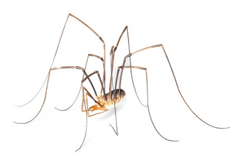 Harvestman isolted on white background.