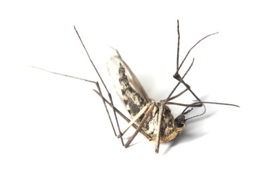 Dead mosquito isolated on white background.