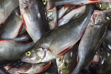 Big catch of perch (Perca fluviatilis)