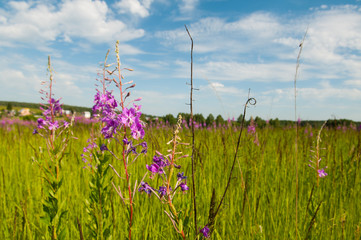 field of grass