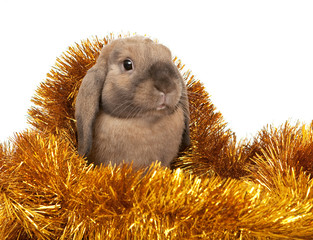 Dwarf rabbit in the Christmas tinsel.