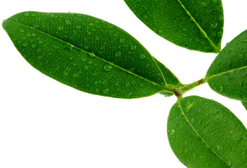 feuilles de ravensare, ravensara, fond blanc
