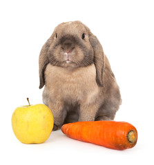 Dwarf rabbit with carrots and apple.