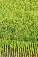 Paddy field