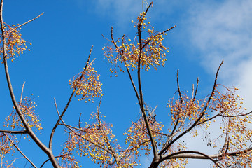 grappes de graines de neem desséchées sur margousier