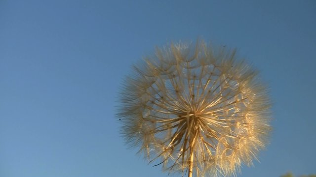 vole au vent