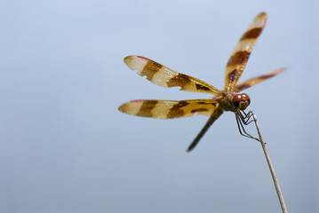 Dragonfly on reed