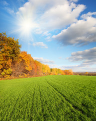 Fototapeta na wymiar autumn landscape with green field