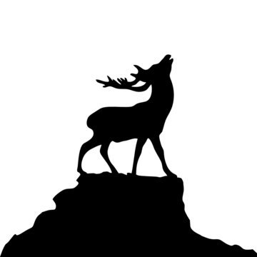 hirsch