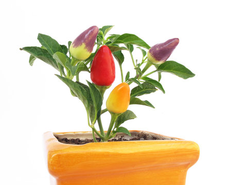 Decorative Pepper Plant In Ceramic Pot