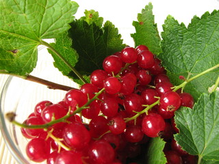 Rote Johannisbeeren