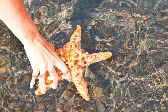 starfish on ocean