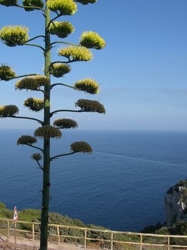 Tree-Italia