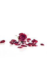 Rose mit Rosenblättern