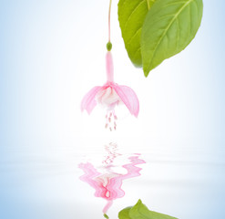 beautiful fuchsia flower