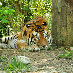 tigre accucciata 1x1